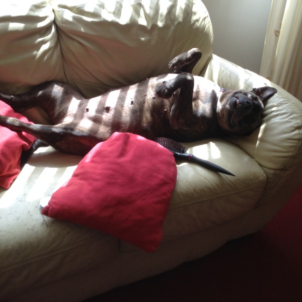 To tell my sister if she buys a Staffie I won't bring DS around to hers?