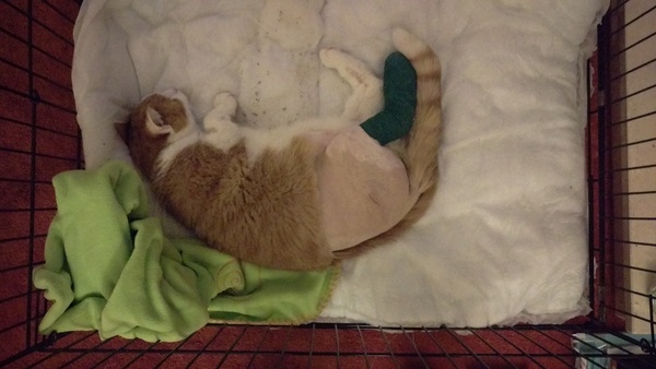 My cat has had his leg amputated - any advice on how to help him once he gets home?
