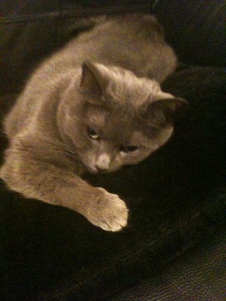 Russian Blue, any advice?