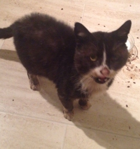 Scruffy cat (homeless?) Help!