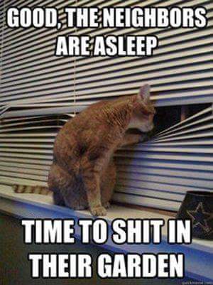 AIBU to think that as I don't own a cat I shouldn't have to clear up cat sh*t from my garden every other day??