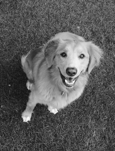 be honest - pros and cons of your dog's breed?