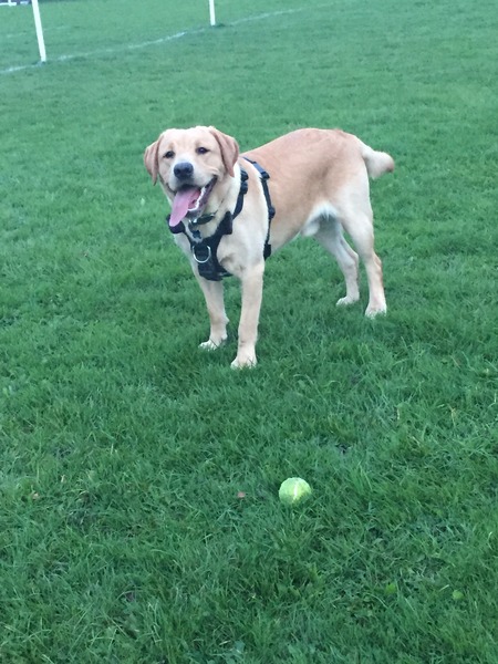 Is there such a thing as a lab that isn't fat in old age?