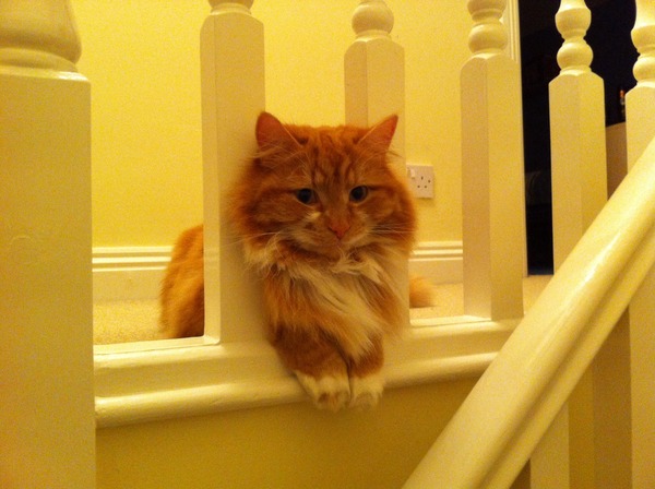 My Poor Cat - Advice Very Gratefully Received!