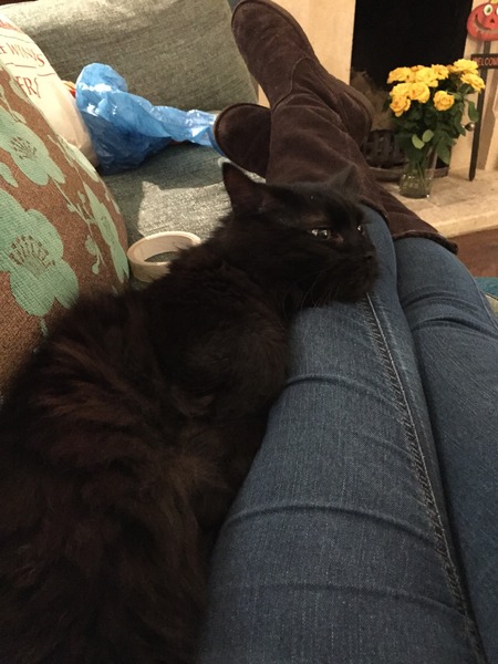 new rescue
