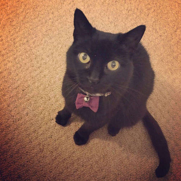 I seem to have acquired a cat