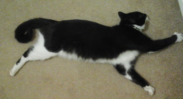 My cat has had his leg amputated - any advice on how to help him once he gets home?