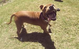 To tell my sister if she buys a Staffie I won't bring DS around to hers?