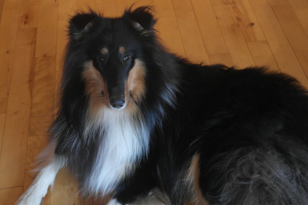 be honest - pros and cons of your dog's breed?