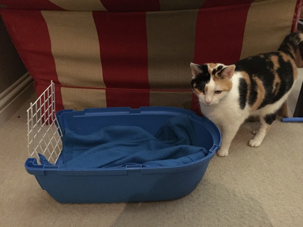 Advice on getting cat into cat carrier