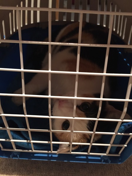 Advice on getting cat into cat carrier