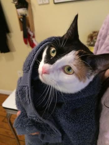 Advice on getting cat into cat carrier