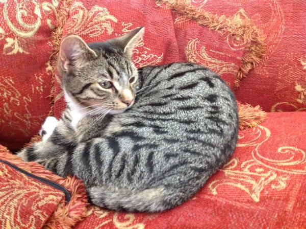 A cat/kitten picture sharing thread.