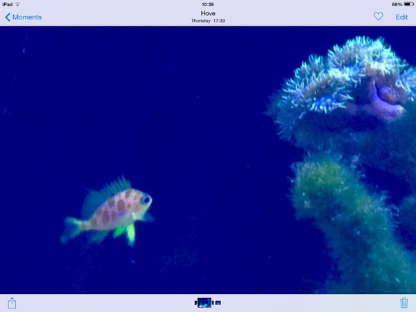 Any reefers out there?