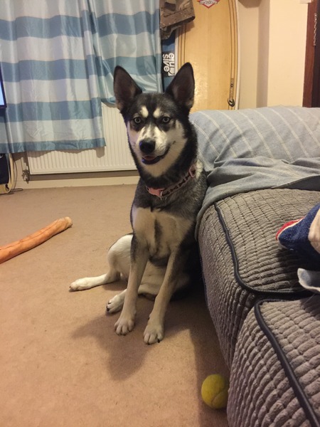 be honest - pros and cons of your dog's breed?