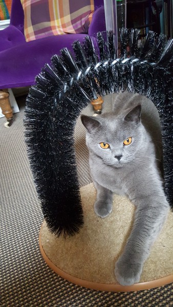 Please Help finding a local cat