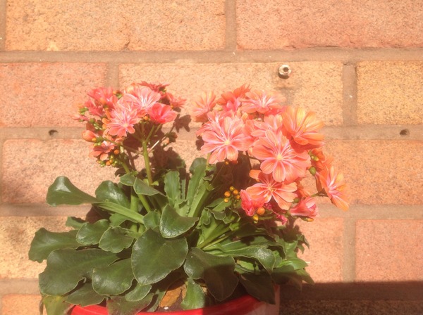 Does anyone know the name of this plant?