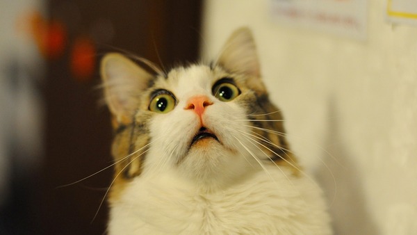Help me make this choice" (cat related) (title amended by MNHQ)