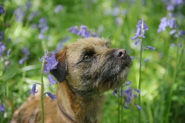 be honest - pros and cons of your dog's breed?