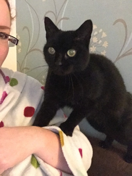 I seem to have acquired a cat