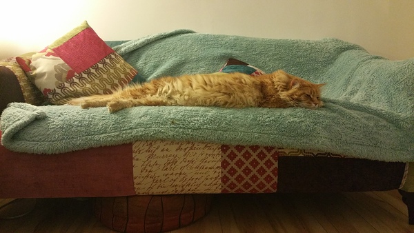 This what a teenage dickhead cat looks like :D