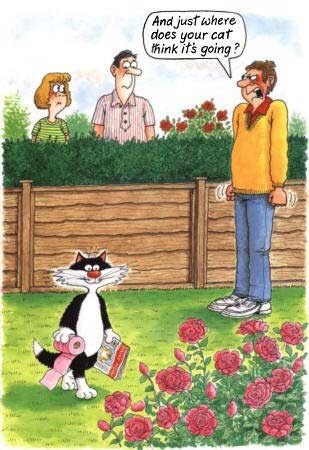 AIBU to think that as I don't own a cat I shouldn't have to clear up cat sh*t from my garden every other day??