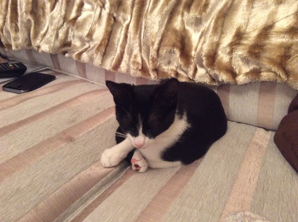 Roll up roll up kitten conundrum results are in - PICS!!!!