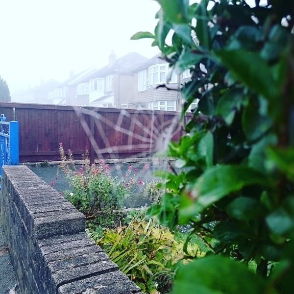 to admire those beautiful spiders' webs