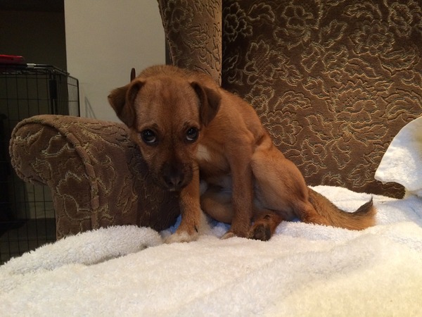 Dog in season and miserable!