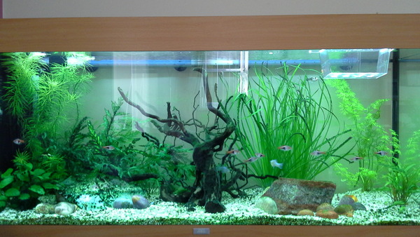 UV Filter for my tank??