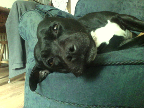 To tell my sister if she buys a Staffie I won't bring DS around to hers?