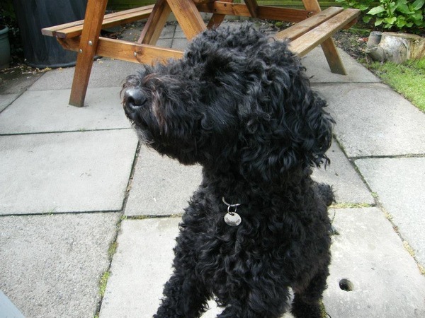 To think that a labracockapoodle is a mongrel