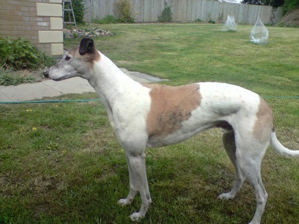 Going to see a rescue greyhound tomorrow - what do i need to know?