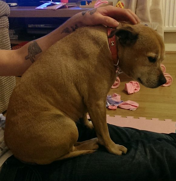 To tell my sister if she buys a Staffie I won't bring DS around to hers?
