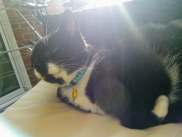 My old girl and kidney disease/failure