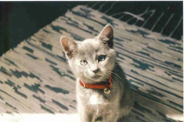 Heartbroken to lose my Darling cat.