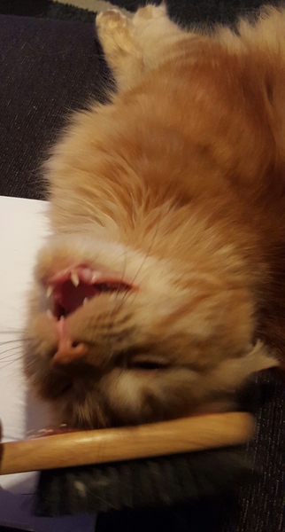 We're Still Gathered Round the Sacred Womble Conker for a Legendary BFP. Bring your Fur Babies, and Pray for Merely a Hint of Menses, it's Just Shagging (with science, sometimes) 55!