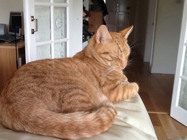 Thinking of getting a second cat. Good idea or should we stay a single cat household?