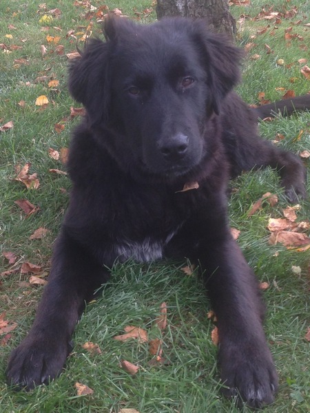 Looking for big, friendly, 'nice' dog!