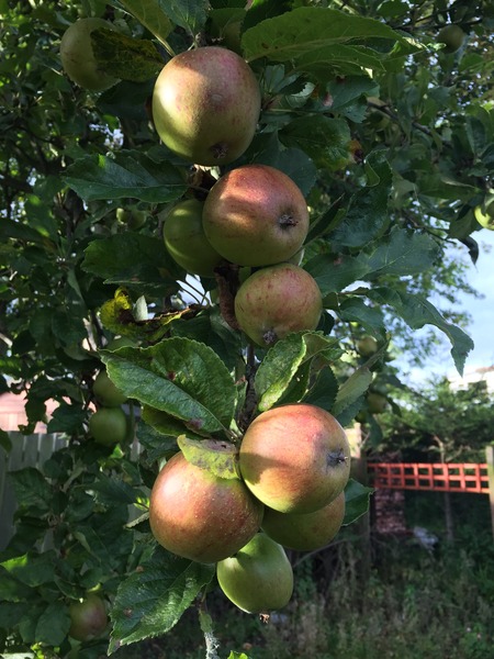How do I know when apples are ready?
