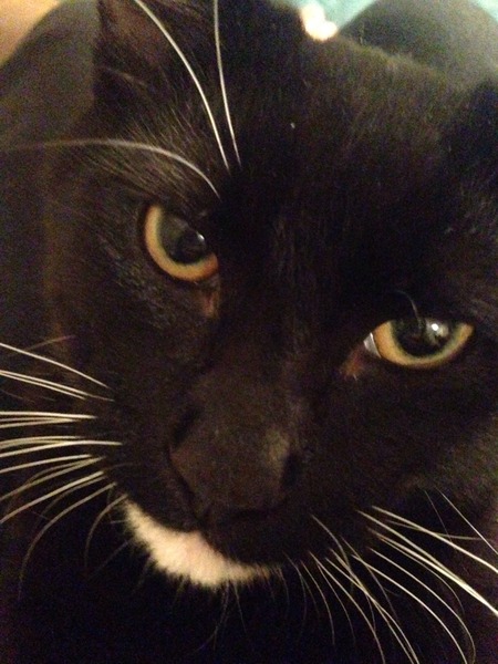 what age for butchers choice?