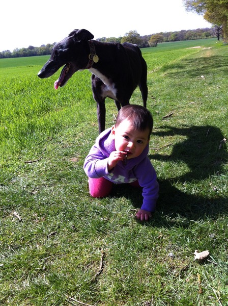 Going to see a rescue greyhound tomorrow - what do i need to know?