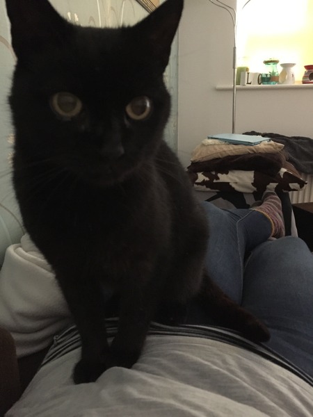 I seem to have acquired a cat