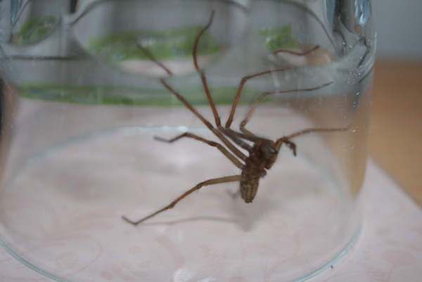 to kill all the spiders?