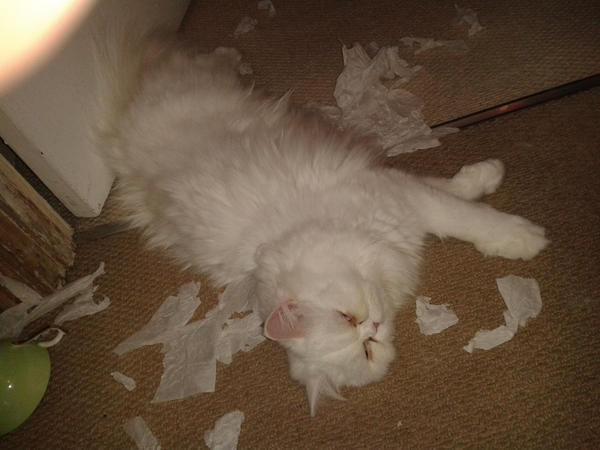 Do I have to keep a pedigree cat inside only?