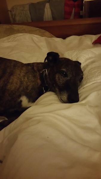 DH says Whippets are shaky and neurotic, is he right?