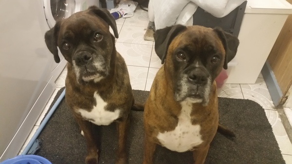bought a boxer pup, tell me everything!