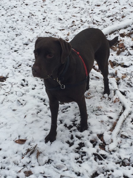 Is there such a thing as a lab that isn't fat in old age?