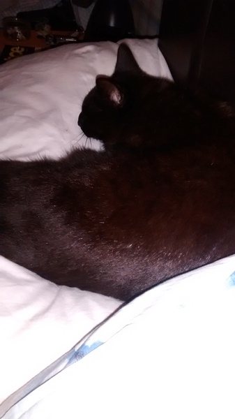 This what a teenage dickhead cat looks like :D