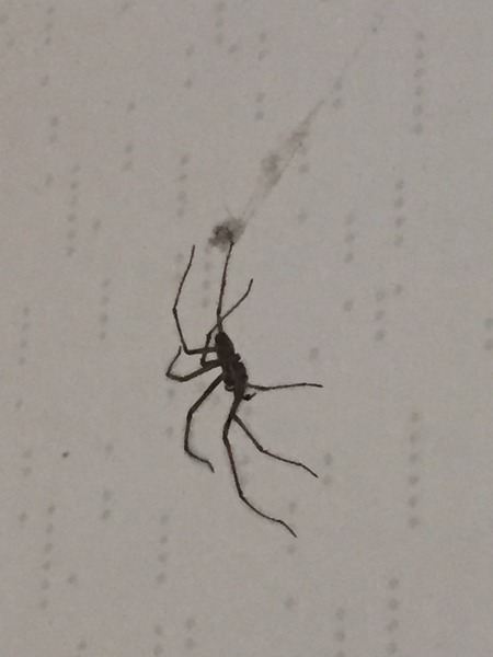 To burn my house down?!